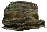 Mammoth Molar Slice With Case - South Carolina #337707-1